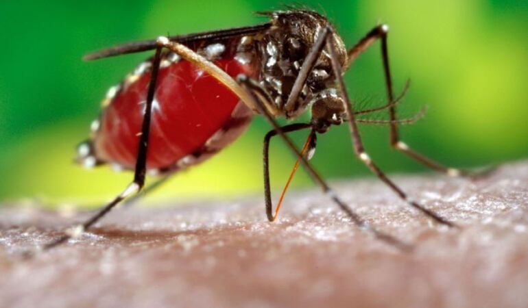 Mosquito aedes aegyptis transmisor del dengue