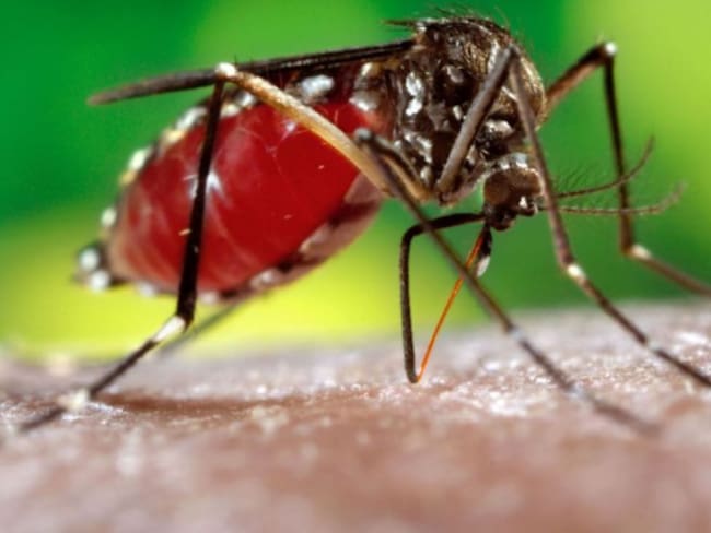 Mosquito aedes aegyptis transmisor del dengue