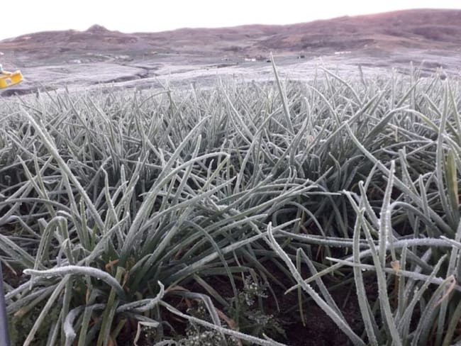Cuatro noches de heladas en el páramo