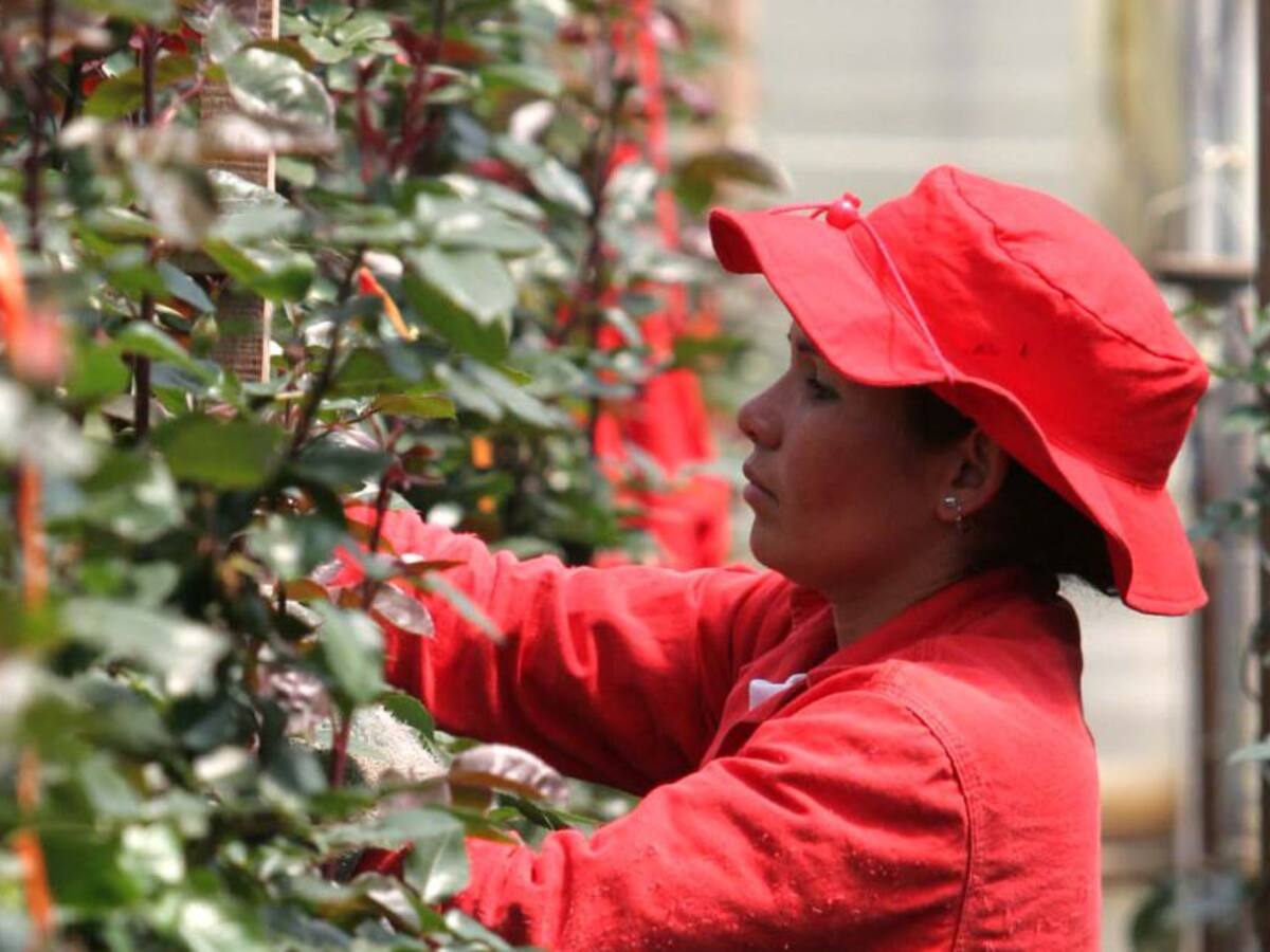 Trabajo sí hay: buscan trabajadores en Sutatausa para empresa de flores