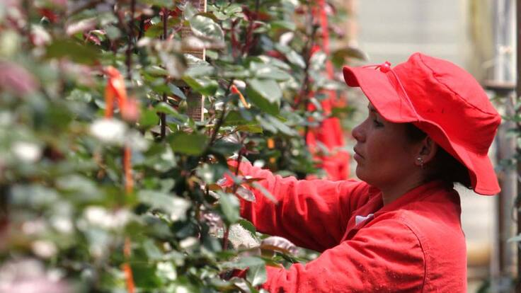 Trabajo sí hay: buscan trabajadores en Sutatausa para empresa de flores 11/05/22