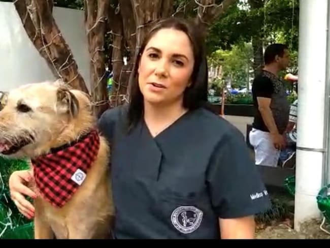 Que las comidas típicas de esta época no hagan parte de sus mascotas