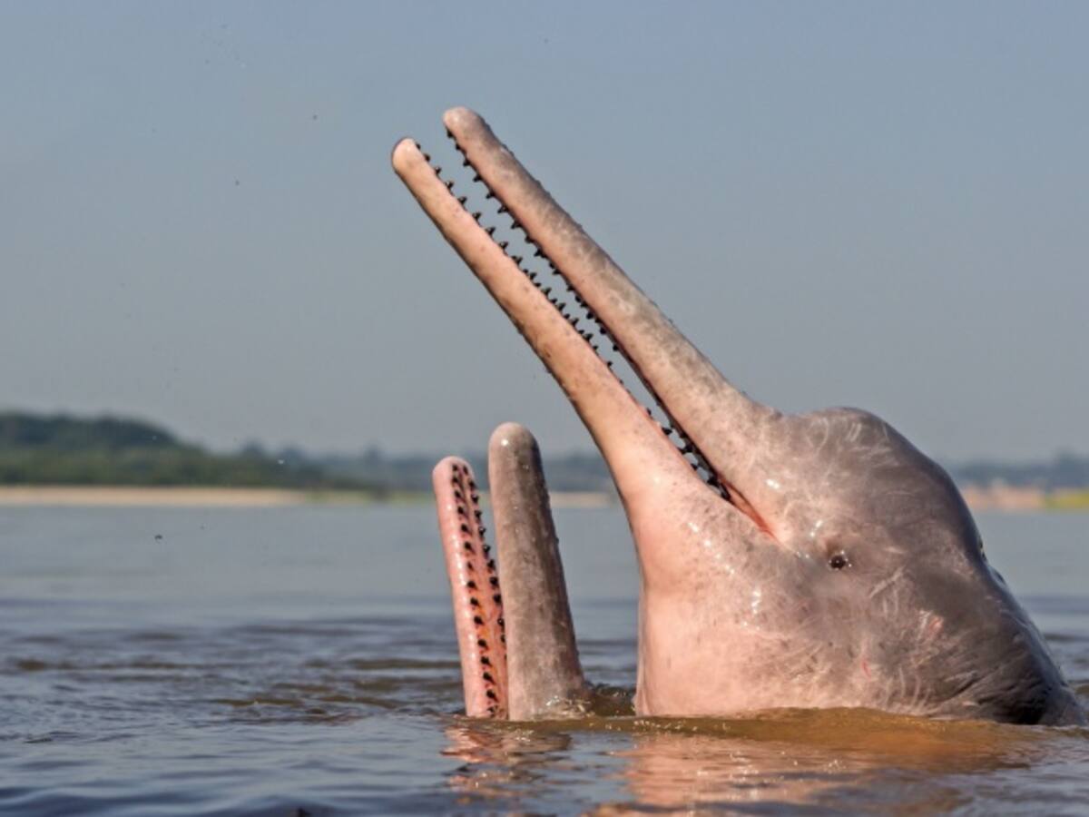 Delfines de río están disminuyendo abruptamente en la cuenca del Amazonas
