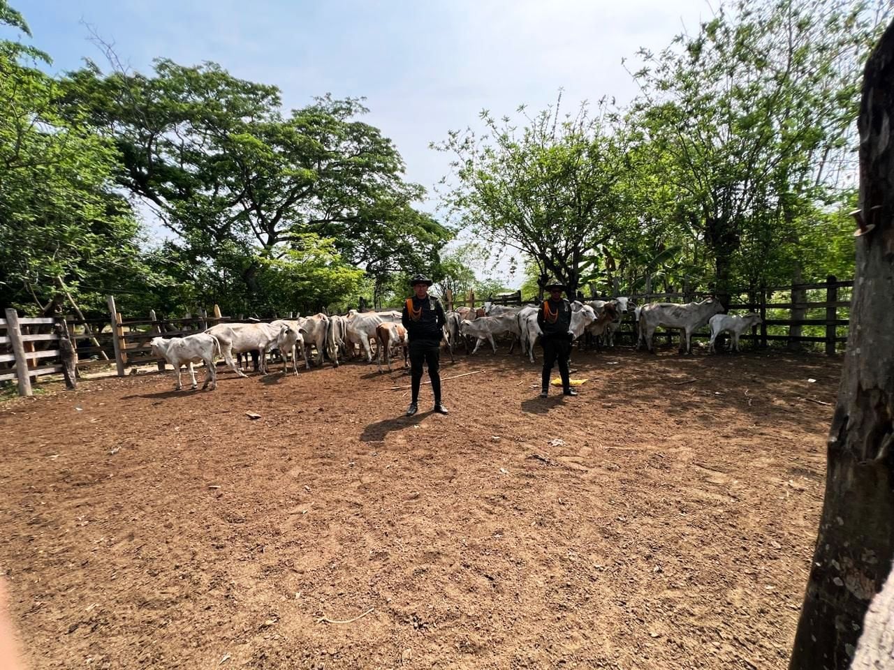 La Policía Nacional recupera 52 reses en Bolívar y golpea el abigeato en la región