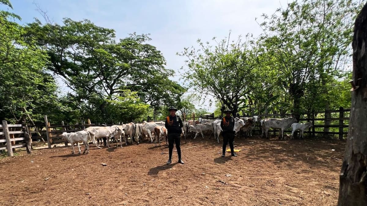 La Policía Nacional recupera 52 reses en Bolívar y golpea el abigeato en la región