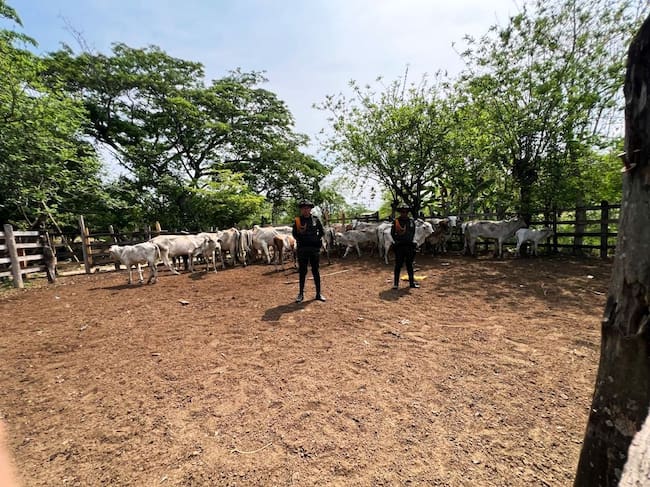 La Policía Nacional recupera 52 reses en Bolívar y golpea el abigeato en la región