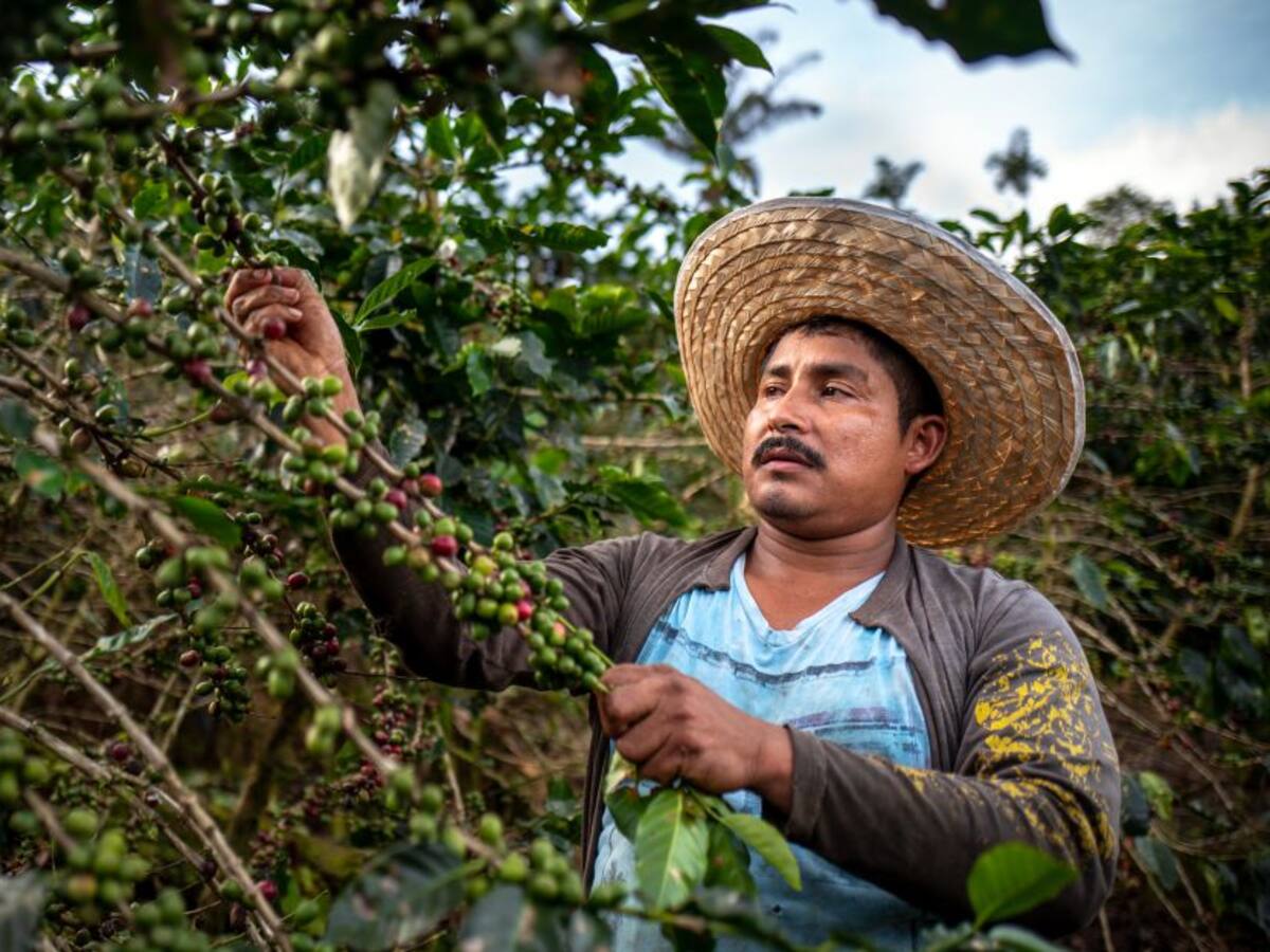 COVID-19 ha afectado el 3% de las zonas productoras de café