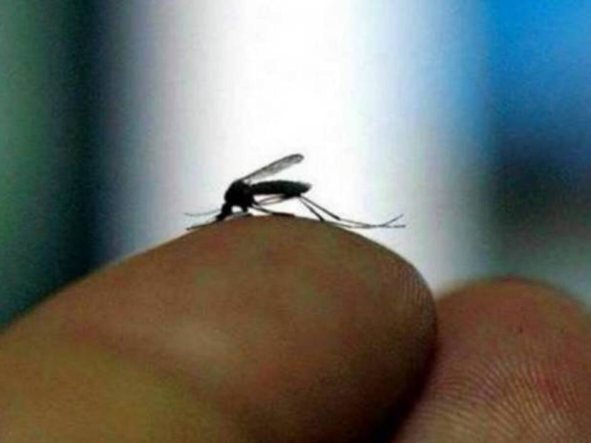 En Armenia autoridades extreman medidas de control y prevención por el Zika