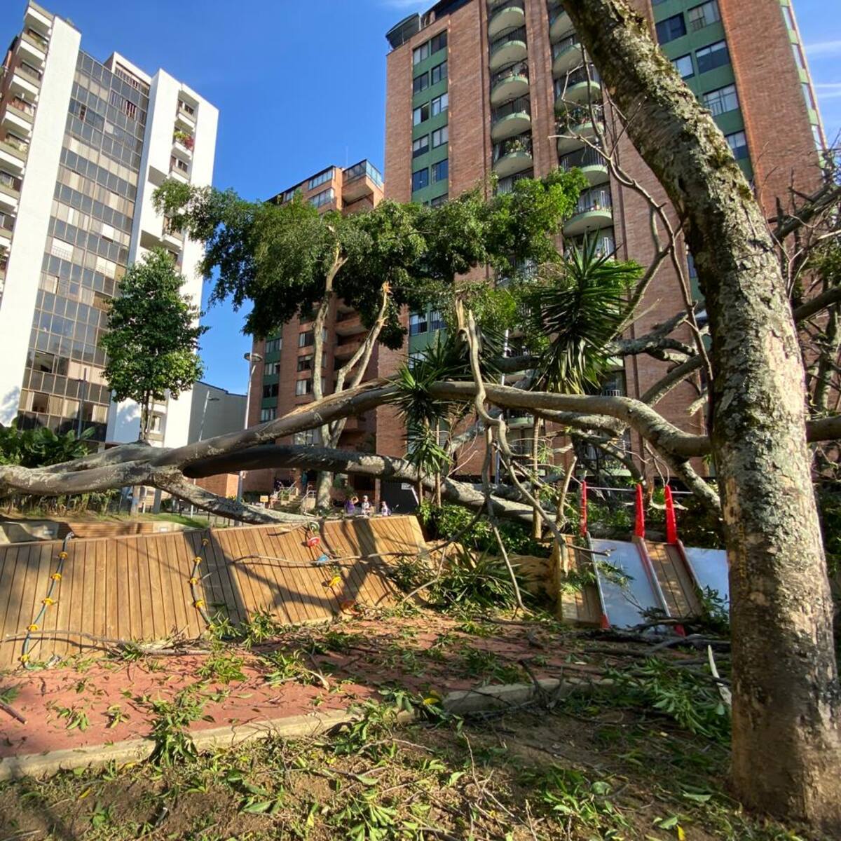 Cdmb había solicitado talar gigantesco árbol que cayó en Bucaramanga