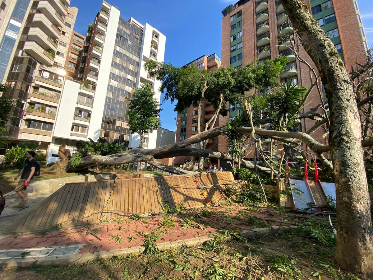 Cdmb había solicitado talar gigantesco árbol que cayó en Bucaramanga