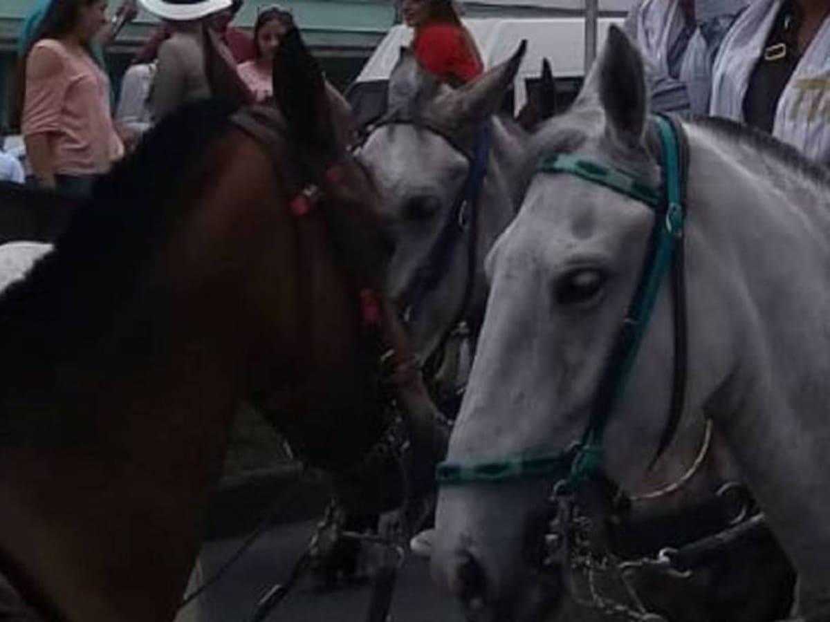 Feria de Manizales: falleció un caballo cuando finalizaba la cabalgata en San Rafael