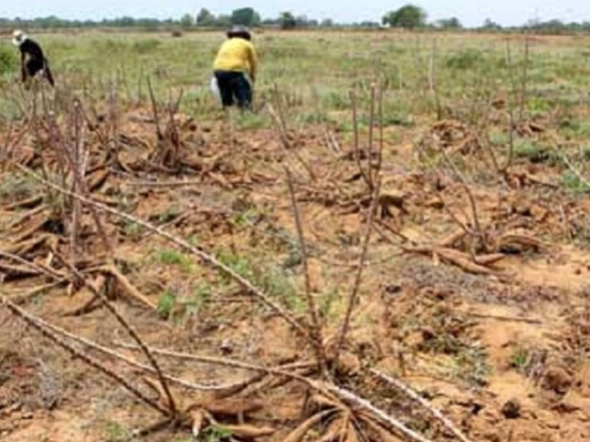 Venezuela solo produce el 25% de los alimentos que consume