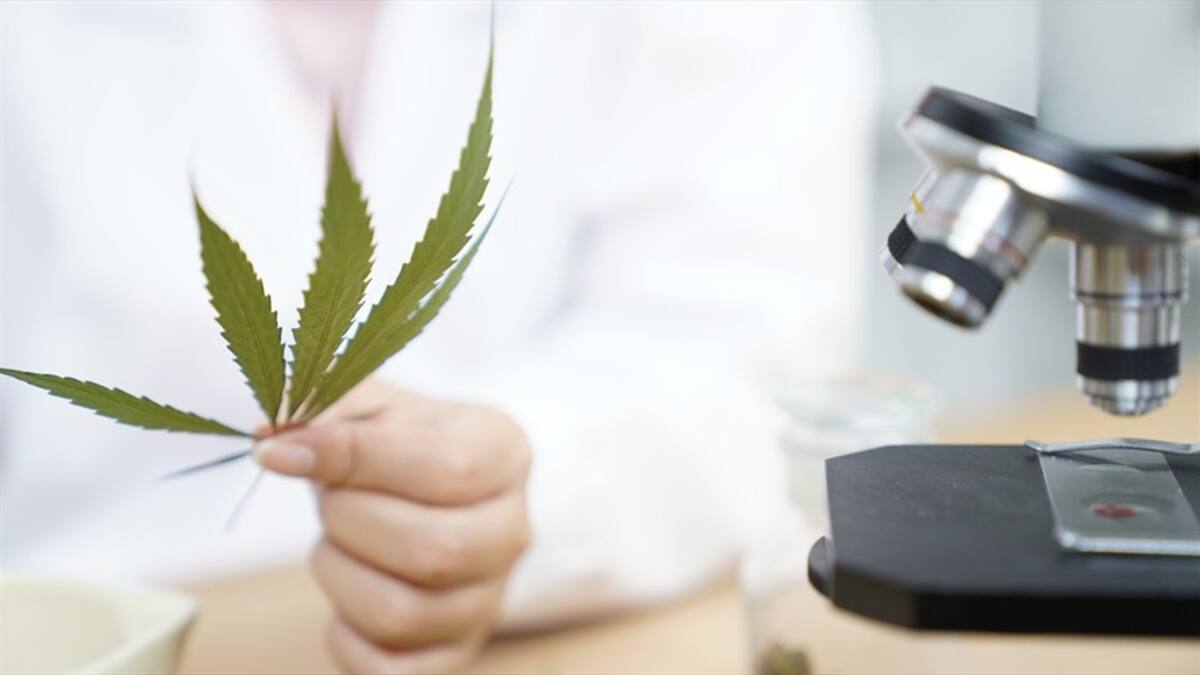 Cannabis medicinal: alternativa para el tratamiento de enfermedades