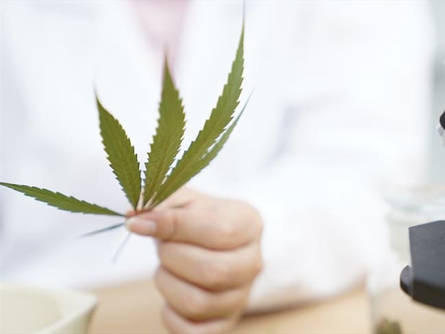 Foto de referencia de investigaciones de cannabis medicinal. Foto: Getty Images