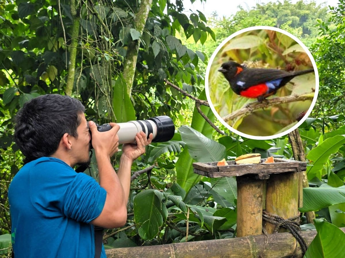 Todo está listo para la realización de la novena versión del Risaralda Bird Festival