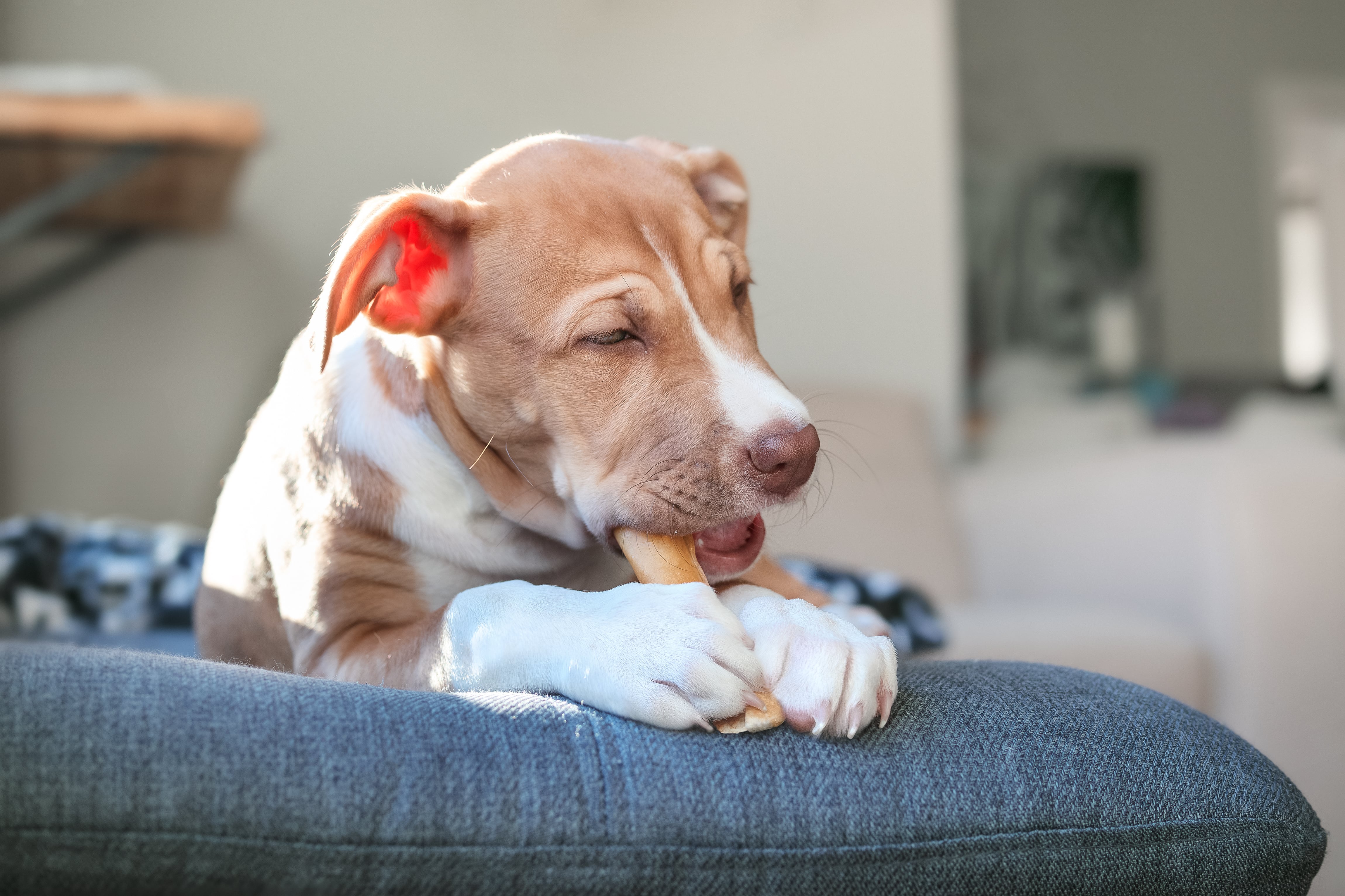 Perro entreteniéndose con un hueso (Foto vía Getty Images)