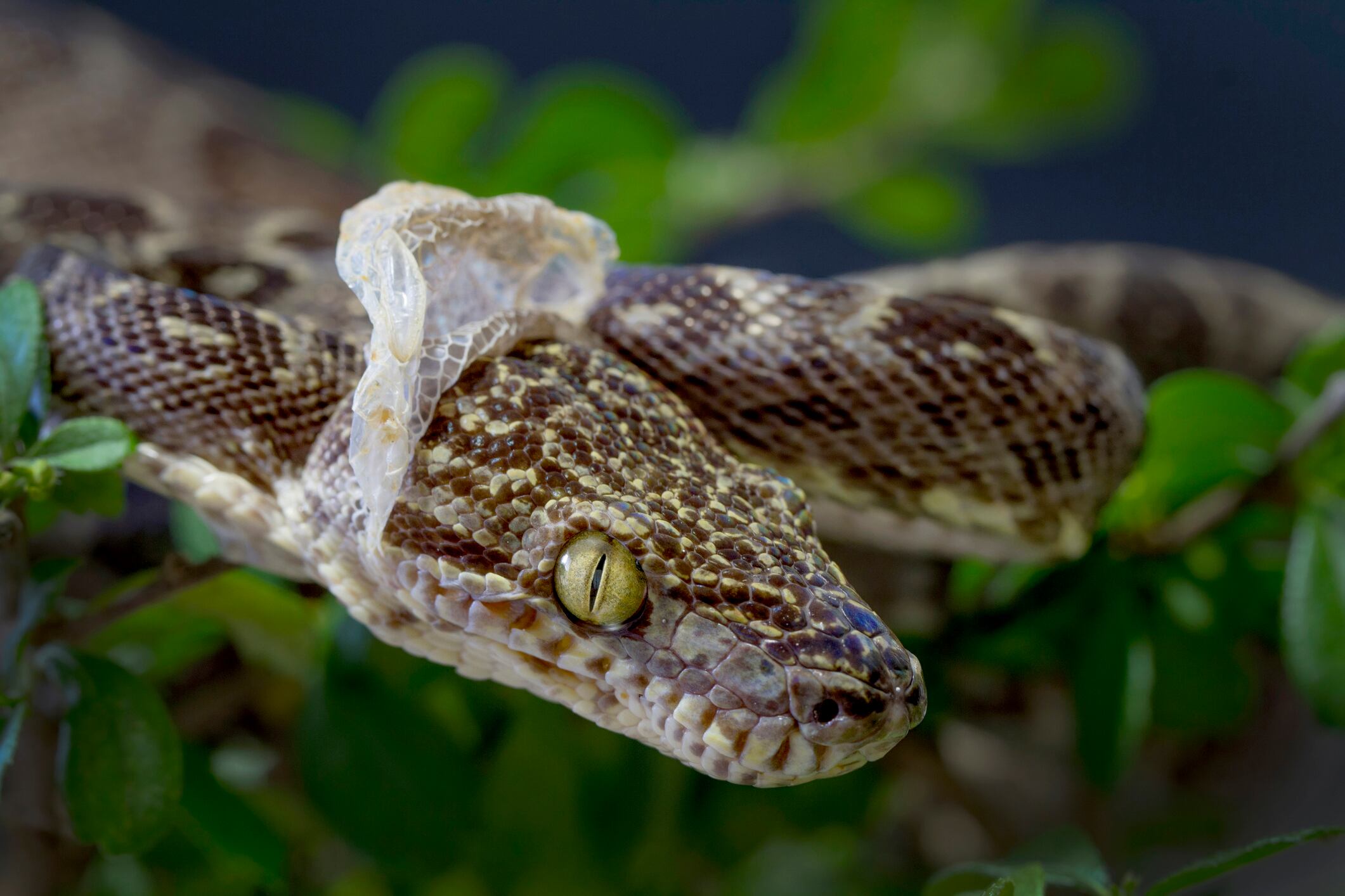 Serpiente mudando la piel. Foto: Getty Images.