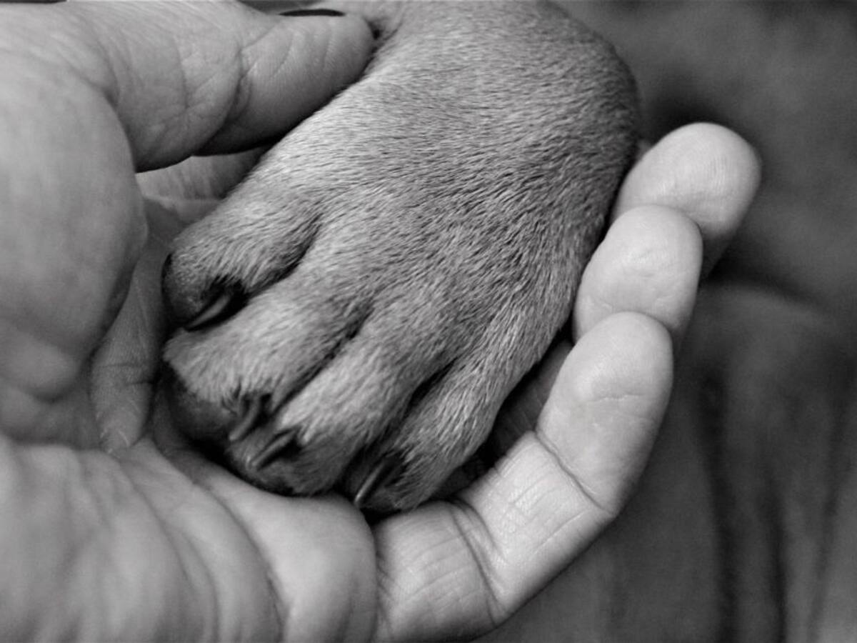 Bogotá: Centro Comercial Andino respondió por caso de maltrato animal