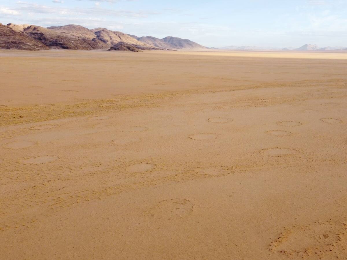 Círculos de hadas: inteligencia artificial revela detalles sobre la vegetación del desierto