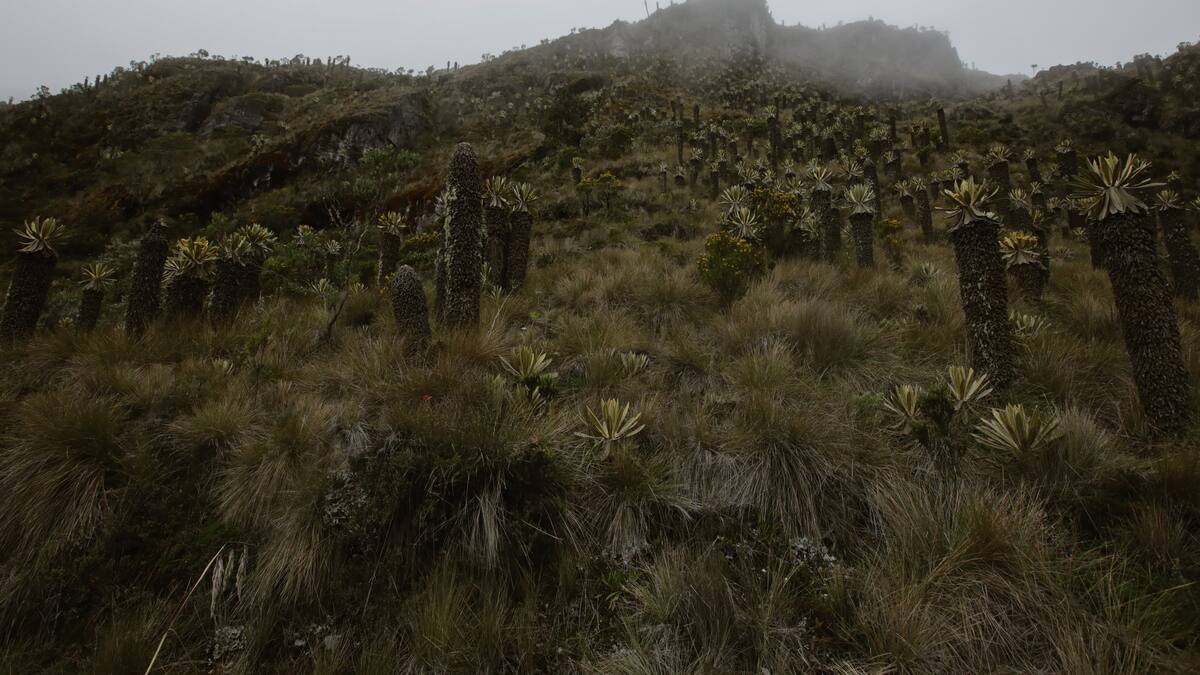 “El PNN los Nevados no necesita tus huellas”, la estrategia de Caldas para cuidar los ecos