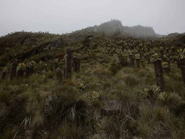 Parque Nacional Los Nevados en Murillo, Tolima, Colombia. (Foto de Juancho Torres/Agencia Anadolu vía Getty Images)