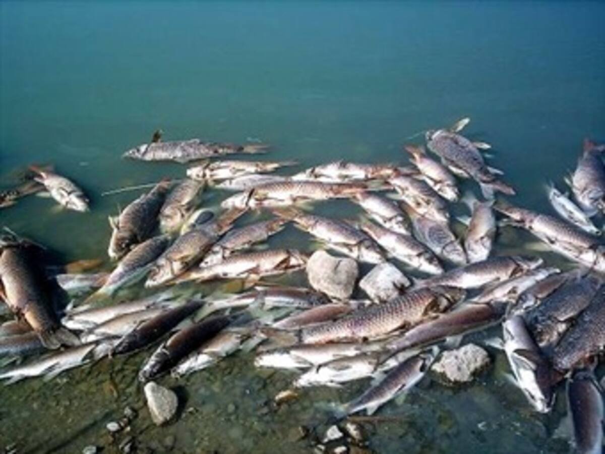 Peces de Buenaventura están contaminados con mercurio
