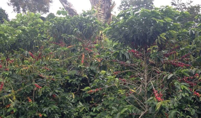 Continúa la movilización cafetera por los bajos precios del grano