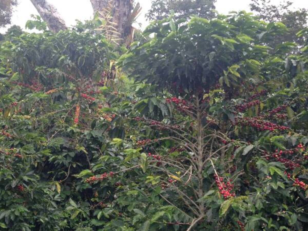 Por movilización cívica no se venderá café hasta el jueves