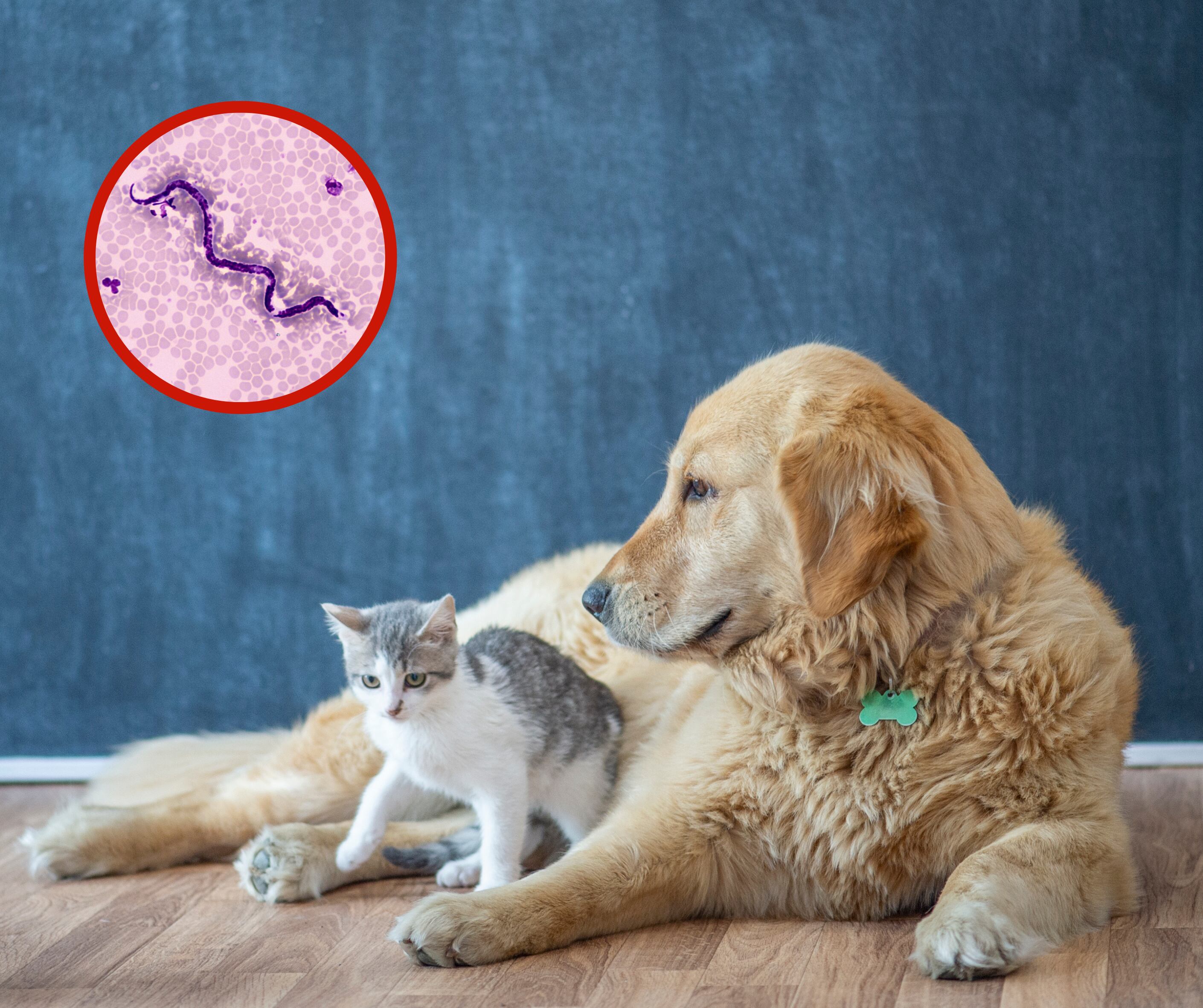 Gato y perro junto a un parásito intestinal (Fotos vía Getty Images)