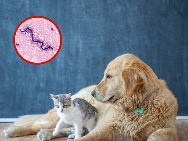 Gato y perro junto a un parásito intestinal (Fotos vía Getty Images)