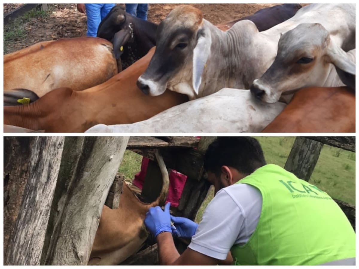 ICA realizó control sanitario a ganado en Bolívar