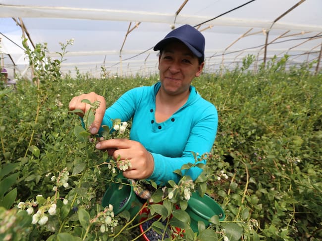 Desde el 2018, el Fondo Finca ha beneficiado a por lo menos 7 mil productores de Boyacá. Foto: Gobernación de Boyacá