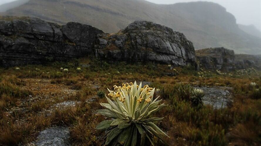 Páramo de Pisba. Foto | Colprensa