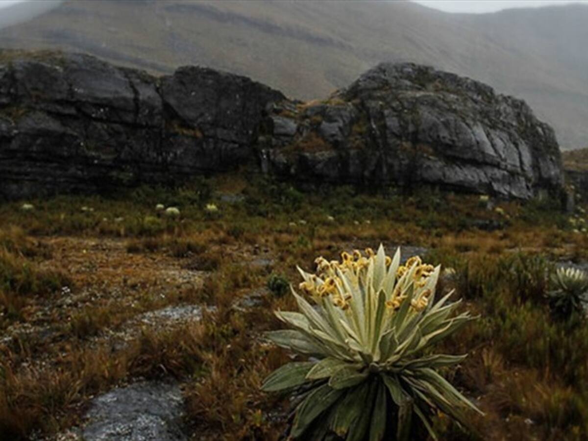 MinAmbiente anuncia fase de concertación para la delimitación del páramo de Pisba