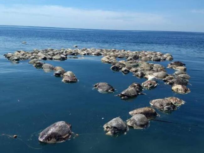 Cerca de 300 tortugas en peligro de extinción murieron en México