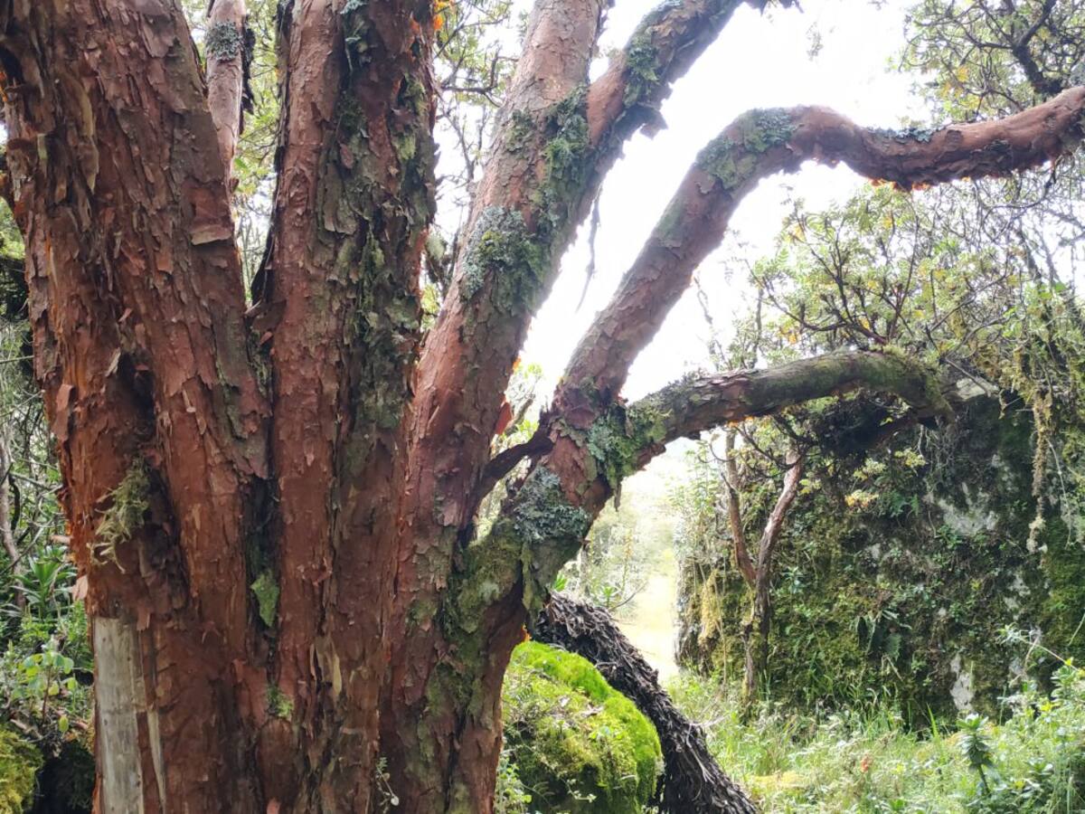Esta especie está a punto de desaparecer por la ampliación de la frontera agropecuaria en los páramos y la tala para aprovechar su madera