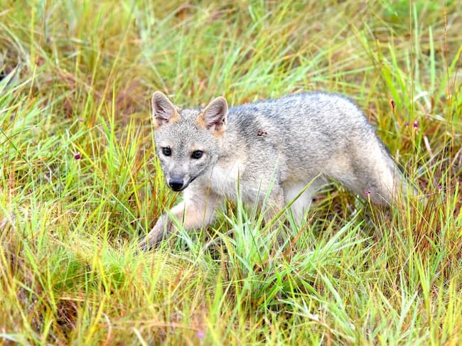 Zorro perrero. Foto: Cuenta oficial de X de la Secretaría de Ambiente de Bogotá.