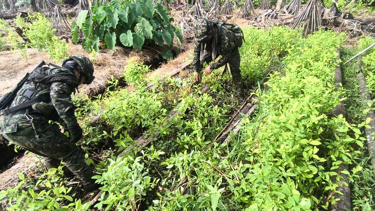 Semillero de coca en Nariño. Foto: Fuerza de Tarea Hércules