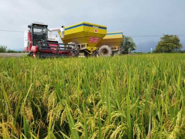 Esto significa que unas 10.000 hectáreas podrían dejar de producir arroz. Foto Gobernación Huila.