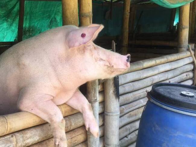 Alcaldía de Medellín reitera que está prohibido matar cerdos en la calle