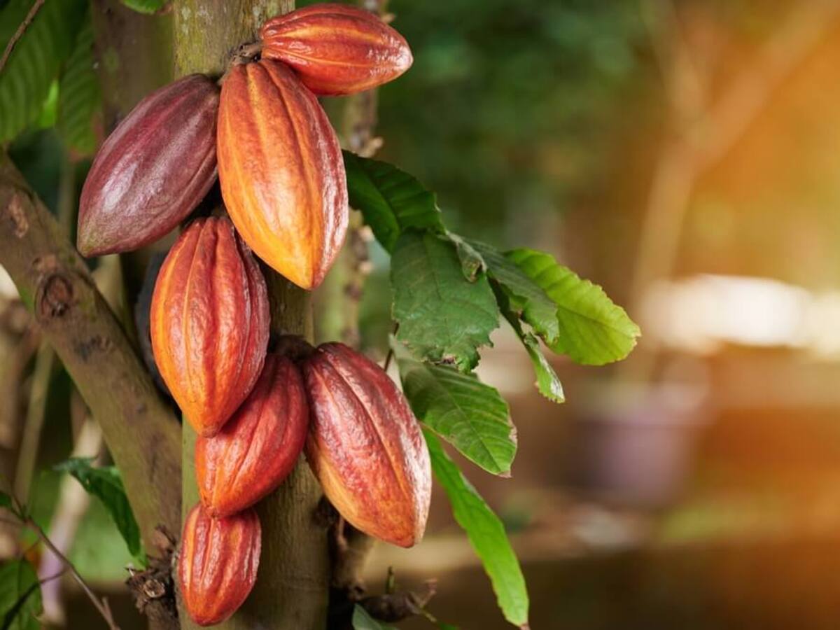 Inteligencia artificial será implementada a los cultivos de cacao en el Huila.