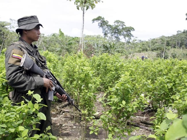 Procurador criticó el aumento de cultivos ilícitos en Colombia