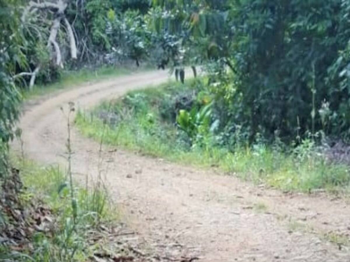 Investigan el asesinato de tres personas en zona rural de Argelia, Cauca
