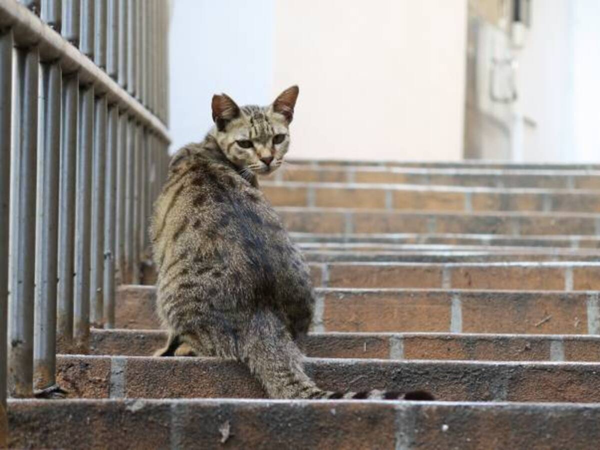 El gran escape, la hazaña de un gato que evoca a Matrix