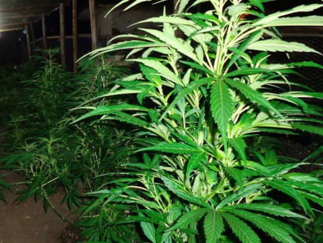 La próxima semana Santos firma decreto que permite la marihuana medicinal