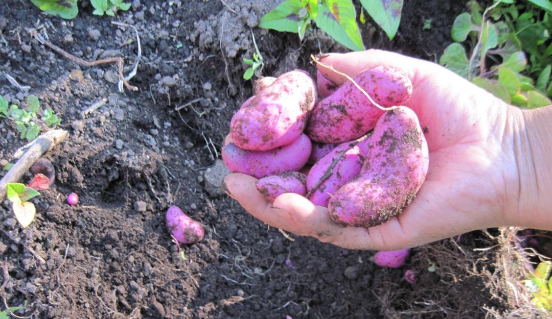 Ollucos o Ullucos, tubérculos ancestrales