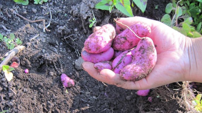 Ollucos o Ullucos, tubérculos ancestrales