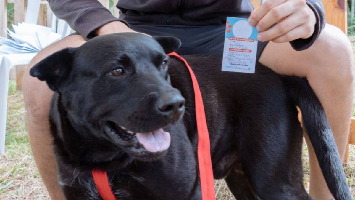 Perros y gatos de Pereira tendrán Sisbén para atención veterinaria