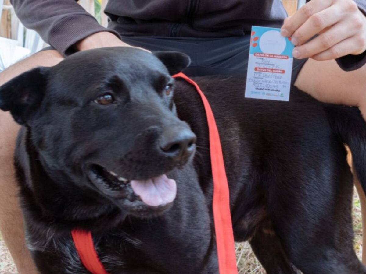 Perros y gatos de Pereira tendrán Sisbén para atención veterinaria