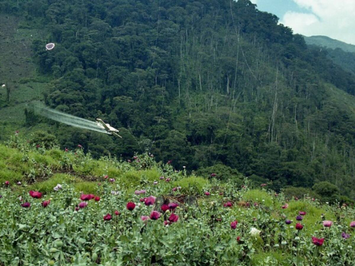 Autoridades de Nariño se oponen al uso del glifosato para erradicar coca